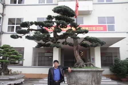 Bonsai, cay the, cây thế, triển lãm bonsai, trien lam bonsai